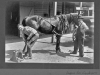 print of horse being shoed with Eugene Lee Anderson
