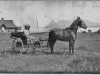 " print of lady in horse-drawn buggy with Lakeport Pavilion in