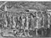 " print of 10 deer carcasses suspended from a pole with 7 or 8
