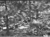 Negative of a photo of something in the woods.