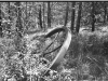 Negative of a picture of a steel drive wheel in the woods.